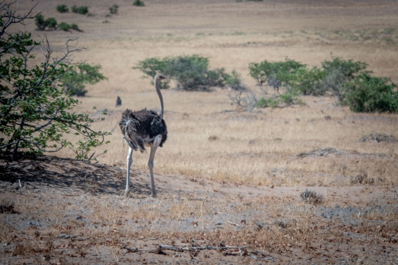 Common Ostrich