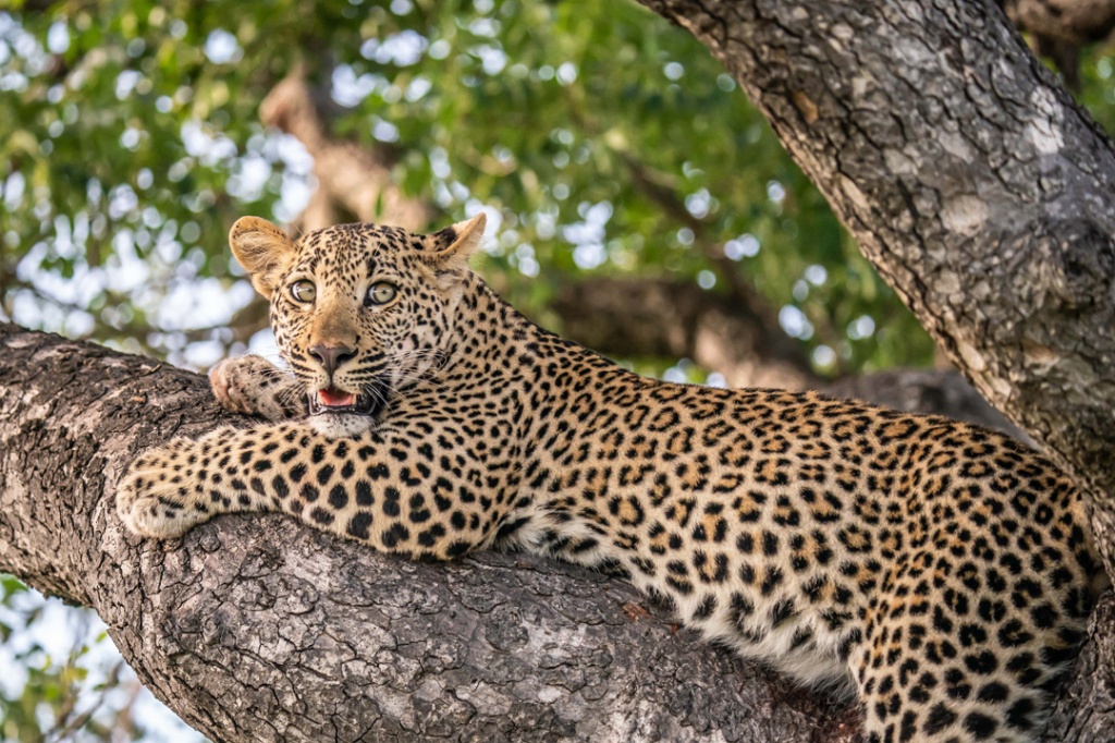 16th  – 19th January 2020 – Thornybush Private Game Reserve, South Africa